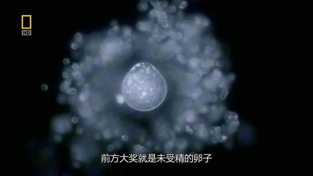 国家地理纪录片《子宫日记 In the Womb》[全7季][中字][720P][网盘][资源下载]