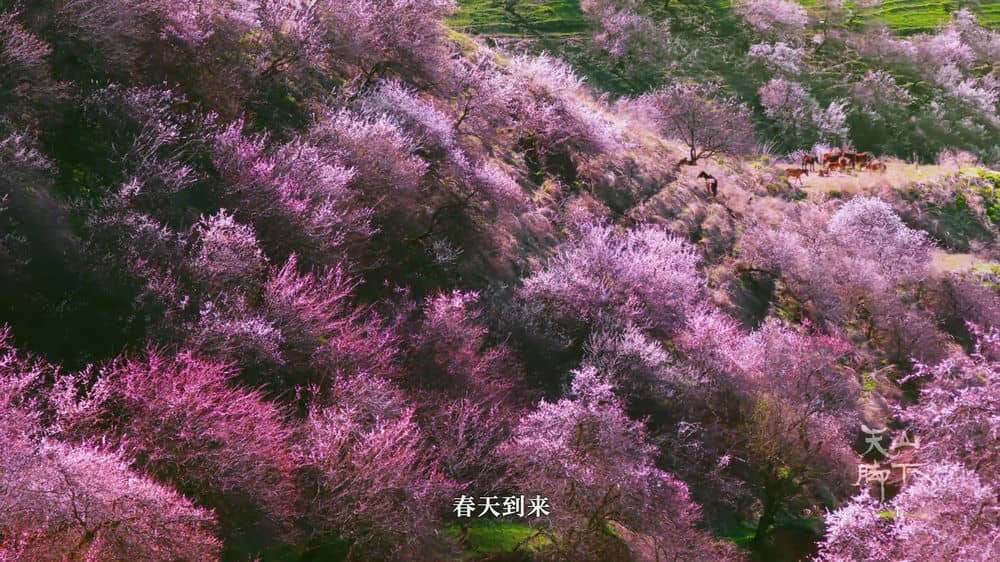 央视纪录片《天山脚下 2018》[全5集][中字][1080P][网盘][资源下载]