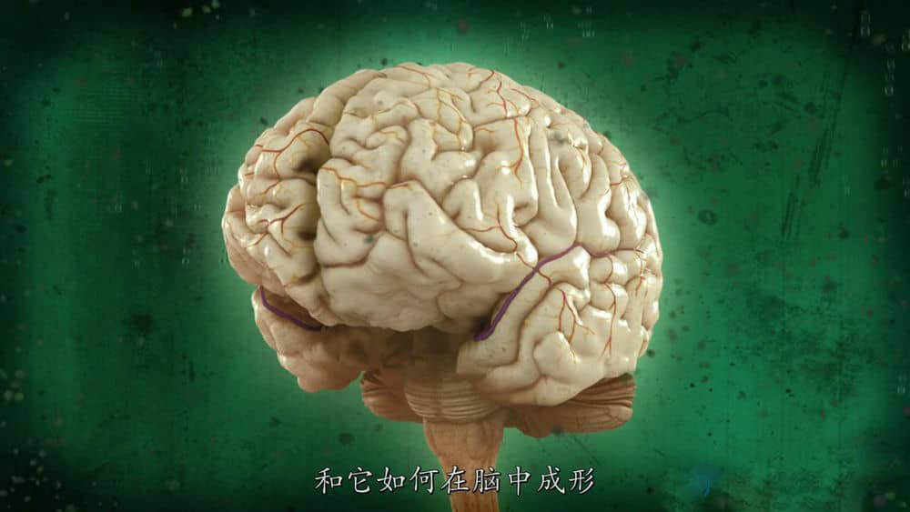 国家地理纪录片《脑力大挑战 Test Your Brain》[第一季全3集][中字][720P][网盘][资源下载]