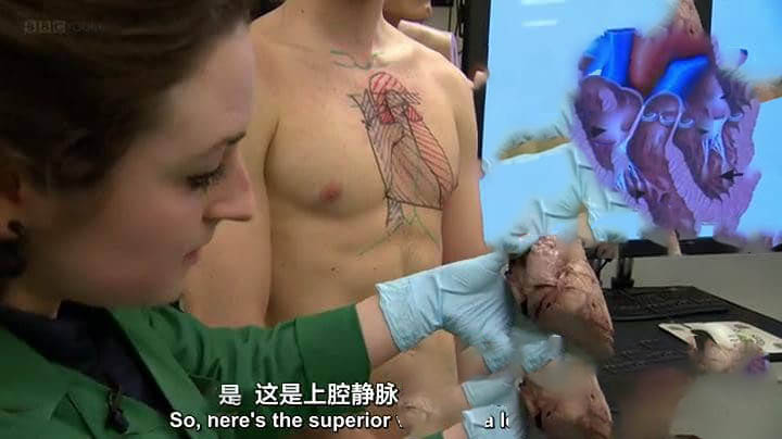 BBC纪录片《解剖学之美 解剖之美 The Beauty of Anatomy》[全5集][中英双字][720P][网盘][资源下载]