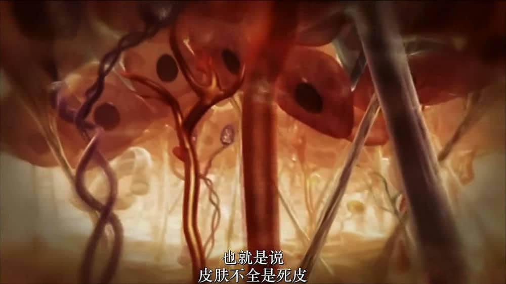 国家地理纪录片《神奇的人体机器 Incredible Human Machine》[全1集][中字][720P][网盘][资源下载]