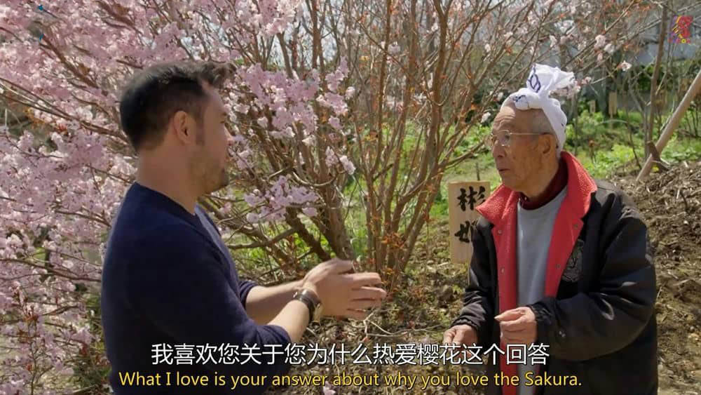 BBC纪录片《日本赏春—樱花盛开时节 Springwatch in Japan Cherry Blossom Time》[全1集][中英双字][720P][网盘][资源下载]