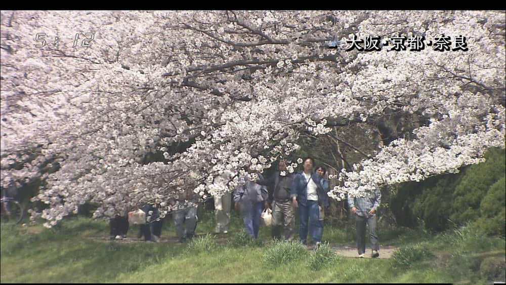 NHK纪录片《大阪 京都 奈良樱花祭》[全1集][无对白][1080P][网盘][资源下载]