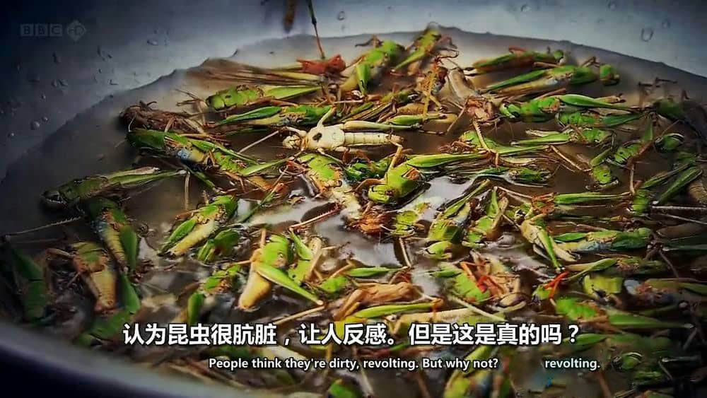 BBC纪录片《吃昆虫能拯救世界吗？Can Eating Insects Save the World?》[全1集][中英双字][720P][网盘][资源下载]