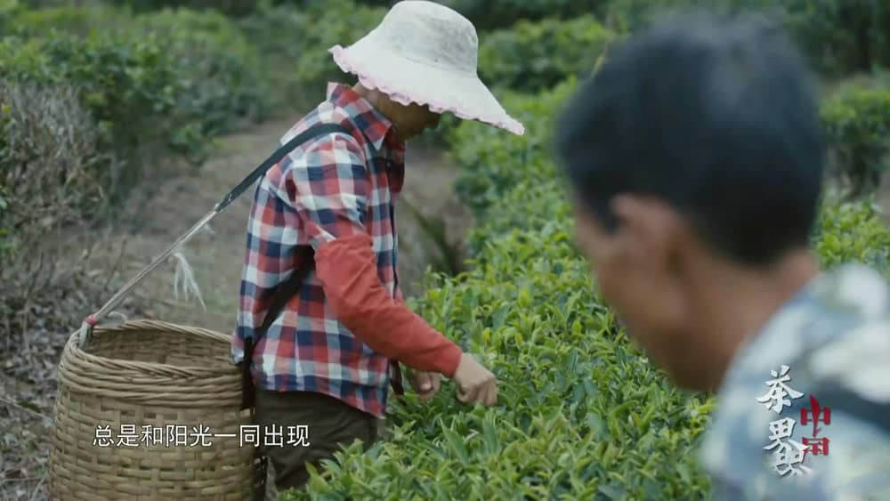 江苏卫视纪录片《茶界中国》[全10集][中字][1080P][网盘][资源下载]