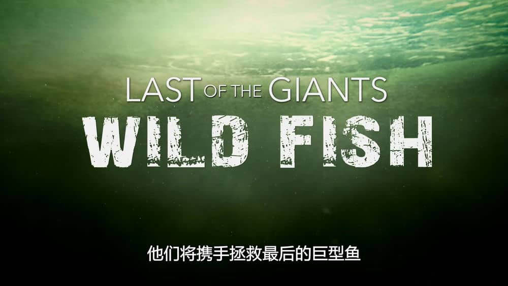 国家地理纪录片《追踪巨型鱼 最后的鱼类巨兽 Last of the Giants 2022》[第一季全8集][中字][1080P][网盘][资源下载]