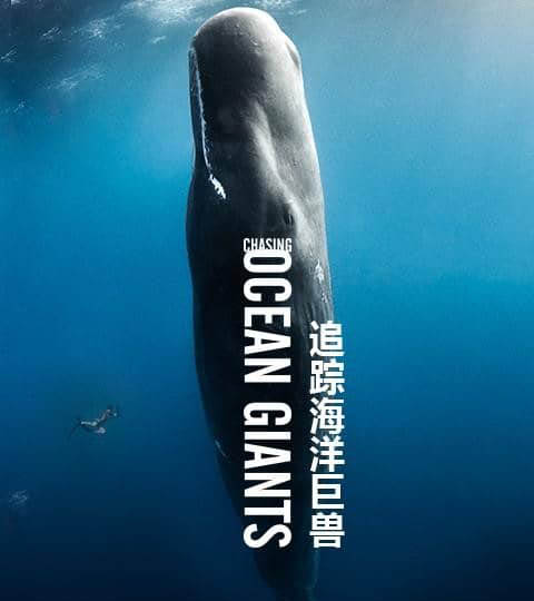 探索频道纪录片《追踪海洋巨兽 Chasing Ocean Giants 2021》[全8集][中英双字][1080P][网盘][资源下载]