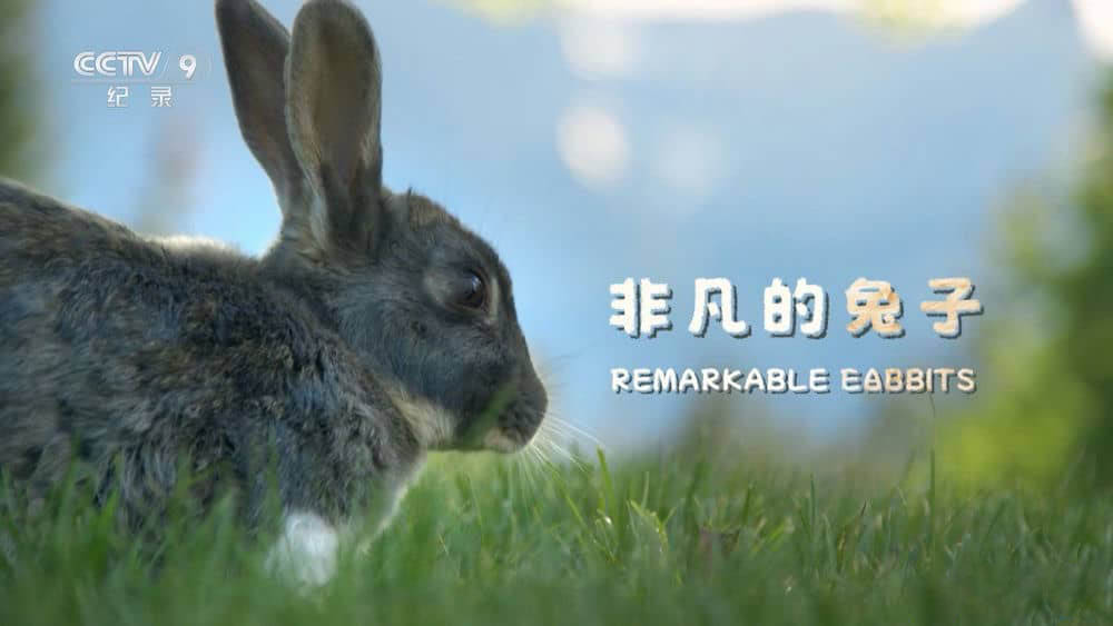 央视译制纪录片《非凡的兔子 了不起的兔子 Remarkable Rabbits》[全1集][中字][1080P][网盘][资源下载]