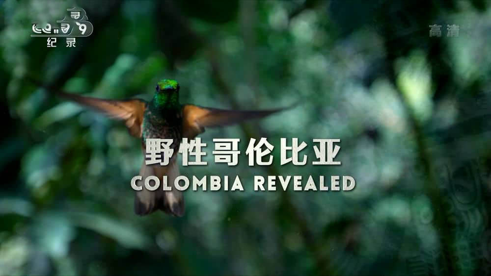 央视译制纪录片《野性哥伦比亚 Wild Colombia Revealed》[中字][1080P][网盘][资源下载]