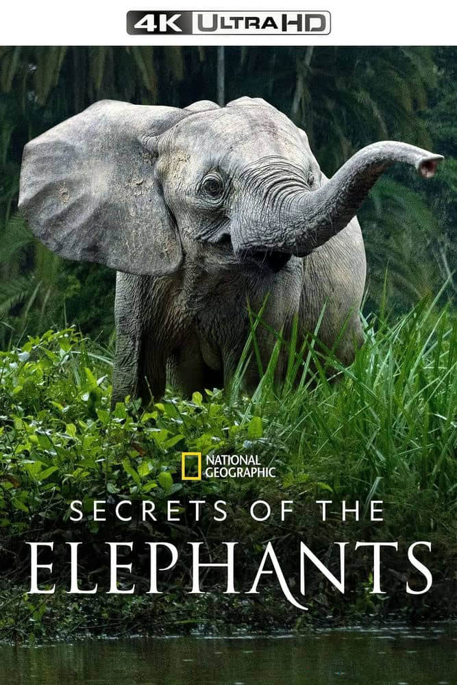 国家地理纪录片《大象的秘密 Secrets of the Elephants 2023》[全4集][中字][4K][网盘][资源下载]