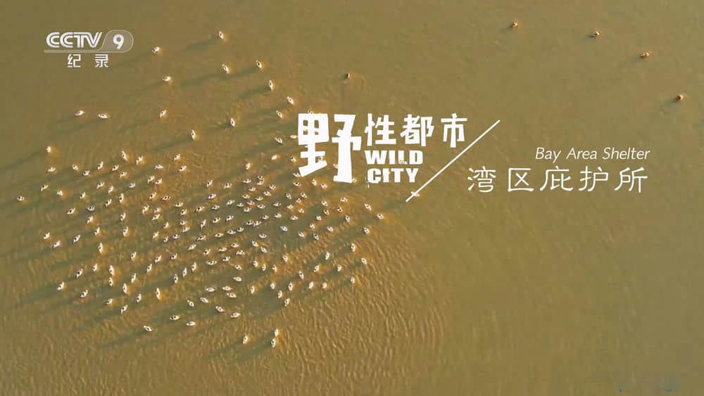 央视纪录片《野性都市 2023》[全3集][中字][1080P][网盘][资源下载]