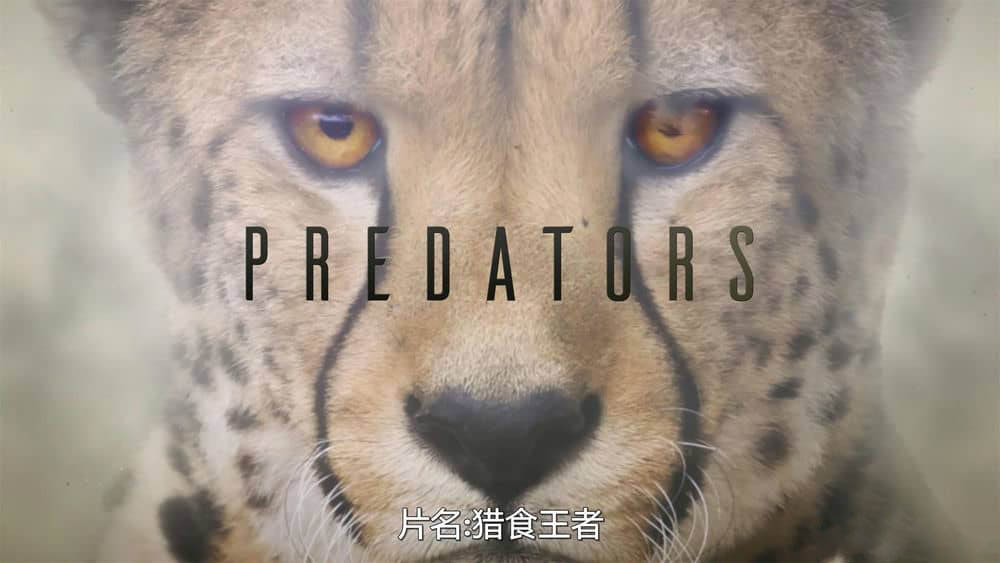 Netflix纪录片《食肉动物 Predators 2022》[全5集][中字][4K][网盘][资源下载]