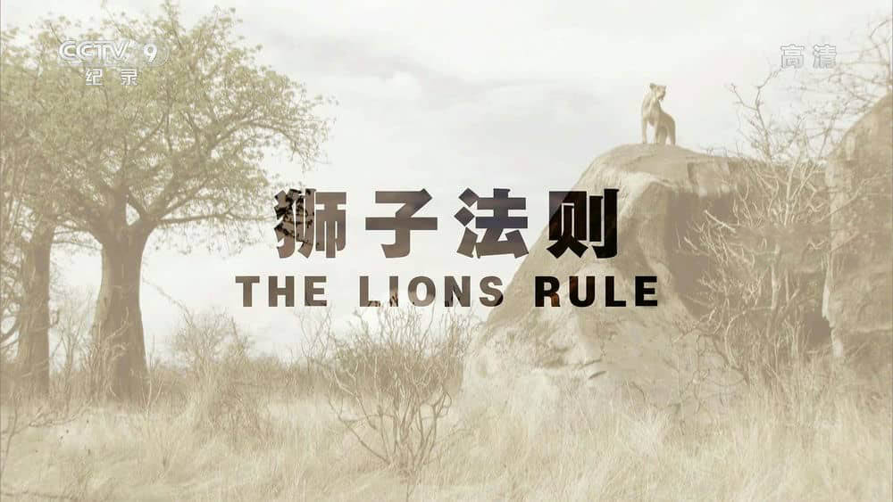 央视译制纪录片《狮子法则 The Lions Rule》[全3集][中字][1080P][网盘][资源下载]