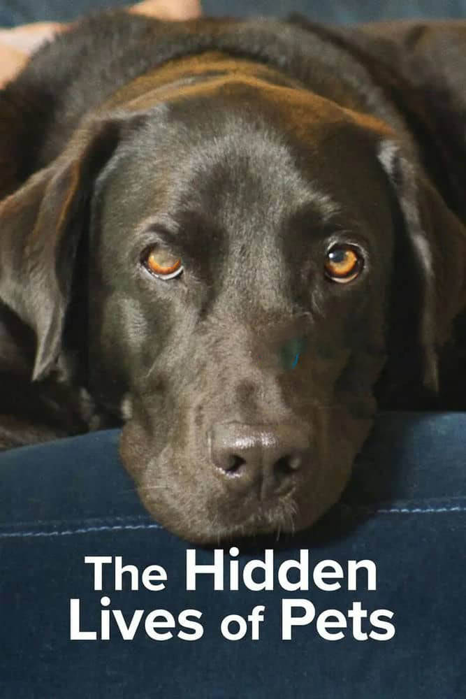 Netflix纪录片《宠物的秘密生活 The Hidden Lives of Pets 2022》[全4集][中字][1080P][网盘][资源下载]