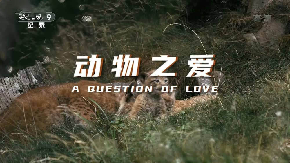 央视纪录片《动物之爱 A Question of Love》[全1集][中字][1080P][网盘][资源下载]