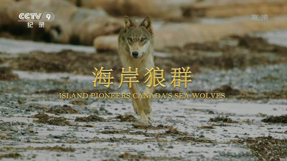 央视译制纪录片《海岸狼群 Island Pioneers:Canada's Sea Wolves》[全1集][中字][1080P][网盘][资源下载]