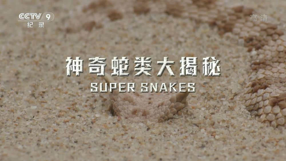 央视译制纪录片《神奇蛇类大揭秘 Super Snakes》[全1集][中字][1080P][网盘][资源下载]