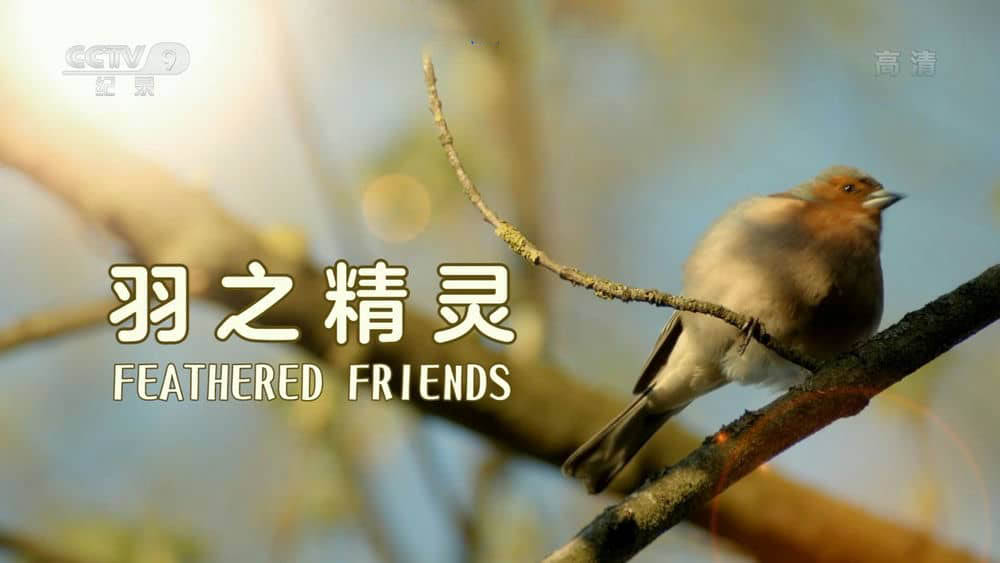 央视译制纪录片《羽之精灵 Feathered Friends》[全1集][中字][1080P][网盘][资源下载]