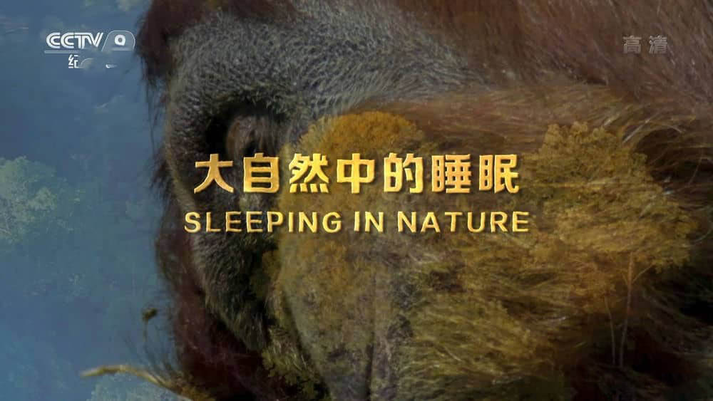 央视译制纪录片《大自然中的睡眠 Sleeping In Nature》[全1集][中字][1080P][网盘][资源下载]