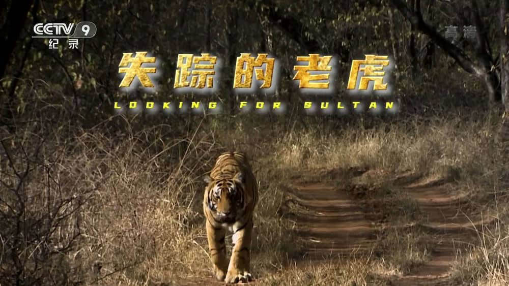 央视译制纪录片《失踪的老虎 Looking for Sultan》[全1集][中字][1080P][网盘][资源下载]