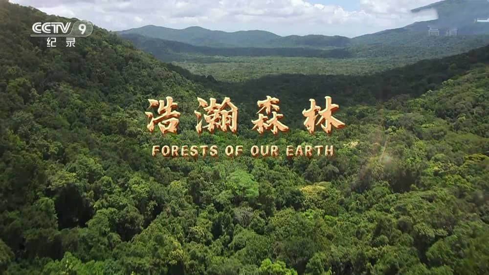 央视译制纪录片《浩瀚森林 Forests of Our Earth》[全1集][中字][1080P][网盘][资源下载]