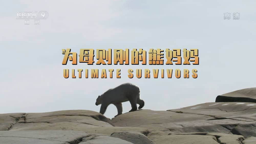 央视译制纪录片《为母则刚的熊妈妈 Bears:The Ultimate Survivors》[全1集][中字][1080P][网盘][资源下载]