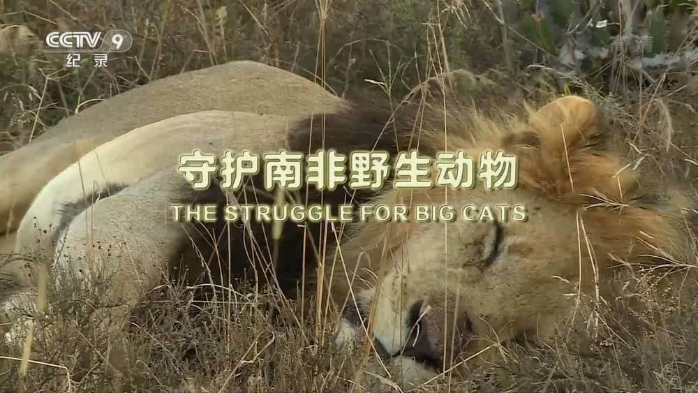 央视译制纪录片《守护南非野生动物 The Struggle For Big Cats》[全1集][中字][1080P][网盘][资源下载]