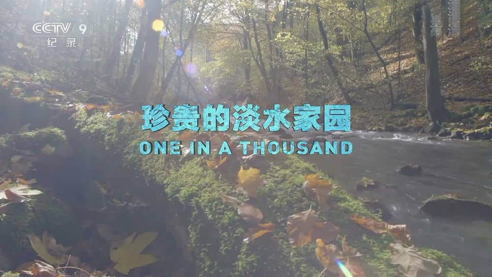 央视译制纪录片《珍贵的淡水家园 One In A Thousand》[全1集][中字][1080P][网盘][资源下载]