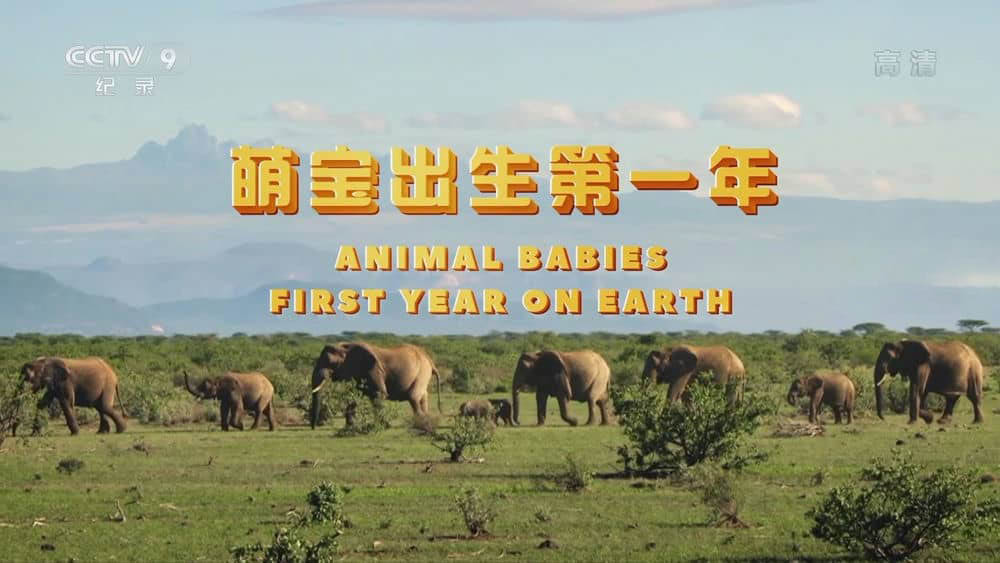 央视译制纪录片《萌宝出生第一年 Animal Babies:First Year on Earth》[全3集][中字][1080P][网盘][资源下载]