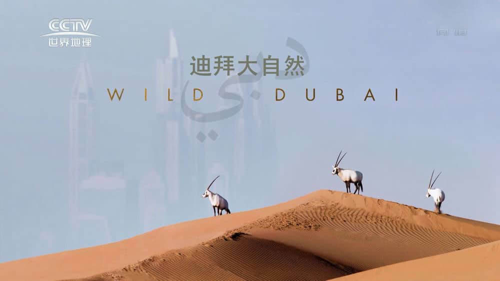 探索频道纪录片《迪拜大自然 Wild Dubai》[全1集][中字][1080P][网盘][资源下载]