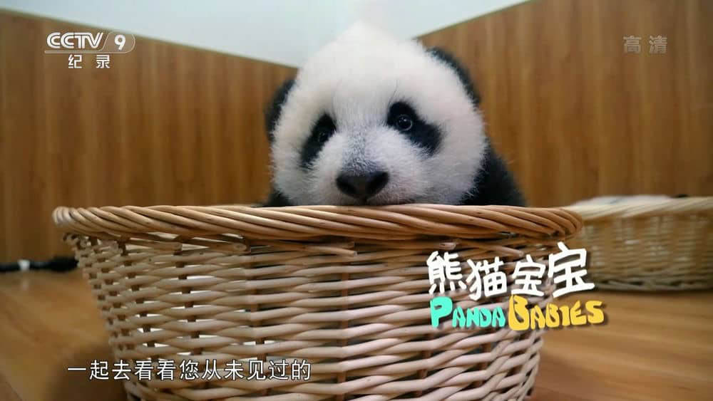 央视纪录片《熊猫宝宝 Panda Babies》[全1集][中字][1080P][网盘][资源下载]