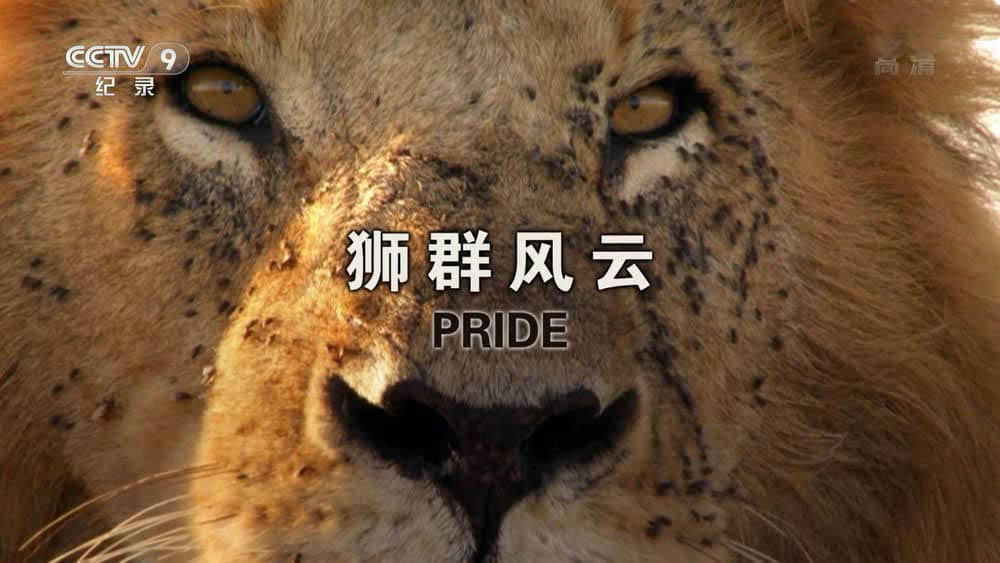 央视译制纪录片《狮群风云 Pride》[全2集][中字][1080P][网盘][资源下载]