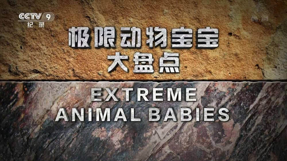 央视译制纪录片《极限动物宝宝大盘点 Extreme Animal Babies》[全6集][中字][1080P][网盘][资源下载]