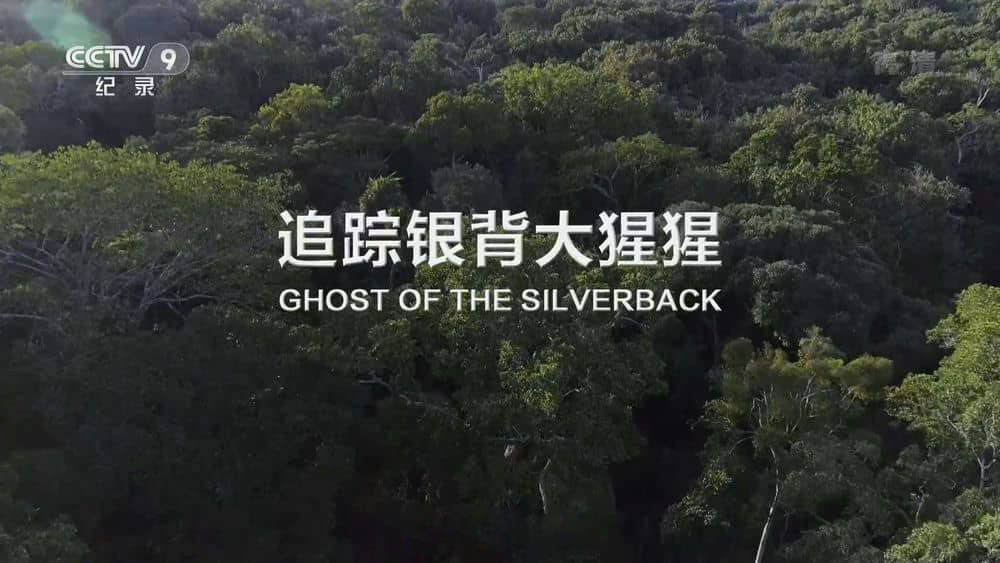 央视译制纪录片《追踪银背大猩猩 Ghost of The Silverback》[全1集][中字][1080P][网盘][资源下载]