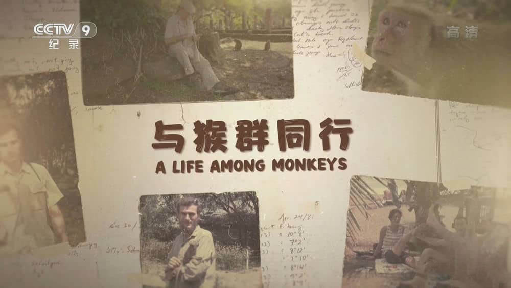 央视译制纪录片《与猴群同行 A Life Among Monkeys》[全1集][中字][1080P][网盘][资源下载]