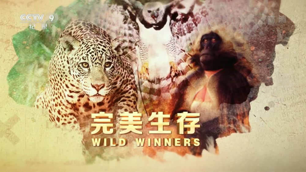 央视译制纪录片《完美生存 Wild Winners》[全3集][中字][1080P][网盘][资源下载]