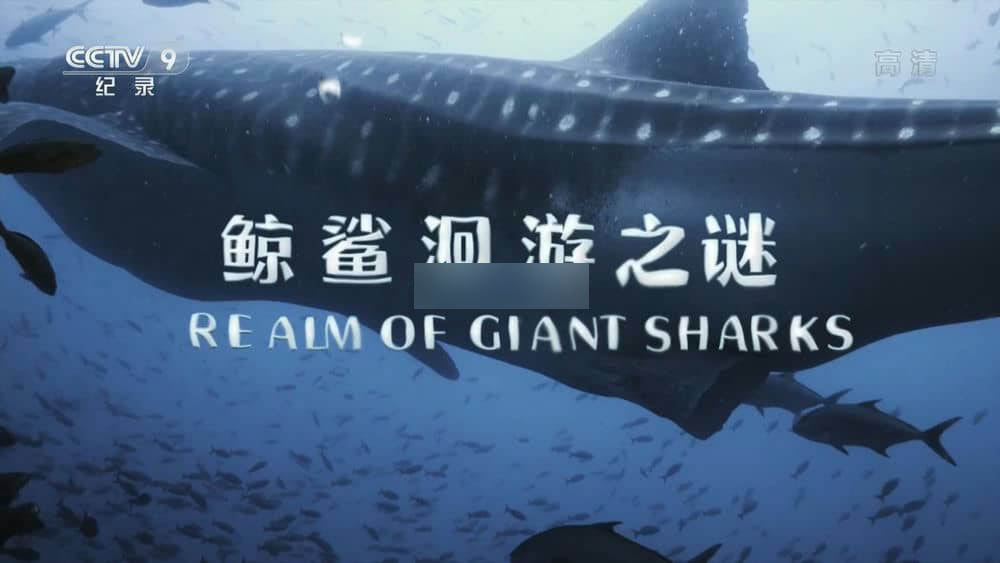 央视译制纪录片《鲸鲨洄游之谜 Realm of Giant Sharks》[全1集][中字][1080P][网盘][资源下载]