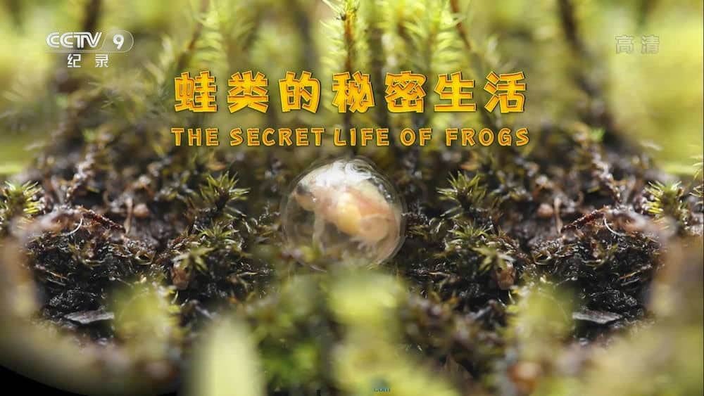 央视译制纪录片《蛙类的秘密生活 The Secret Life of Frogs》[全1集][中字][1080P][网盘][资源下载]