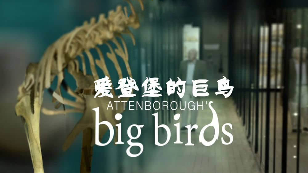 BBC纪录片《自然世界：大鸟 Natural World:Attenborough's Big Birds 2014》[全1集][无字幕][外挂字幕][720P][网盘][资源下载]