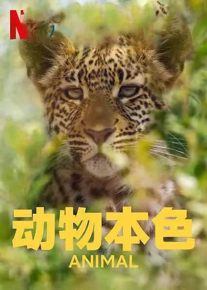 Netflix纪录片《动物本色 Animal 2021》[第一季全4集][中字][1080P][网盘][资源下载]