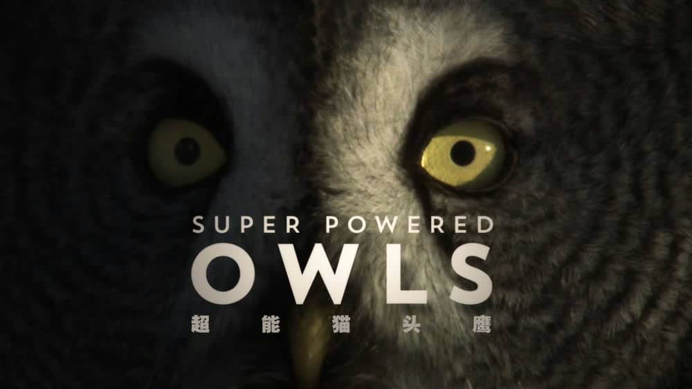 BBC纪录片《自然世界：超能猫头鹰 Natural World:Super Powered Owls 2015》[全1集][无字幕][外挂字幕][1080P][网盘][资源下载]