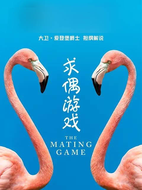 BBC纪录片《求偶游戏 The Mating Game 2021》[全5集][中英双字][4K][网盘][资源下载]