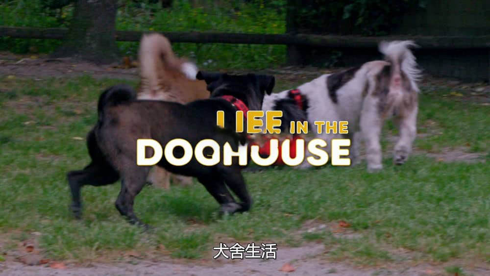 Netflix纪录电影《同一汪檐下 Life in the Doghouse 2018》[中字][1080P][网盘][资源下载]