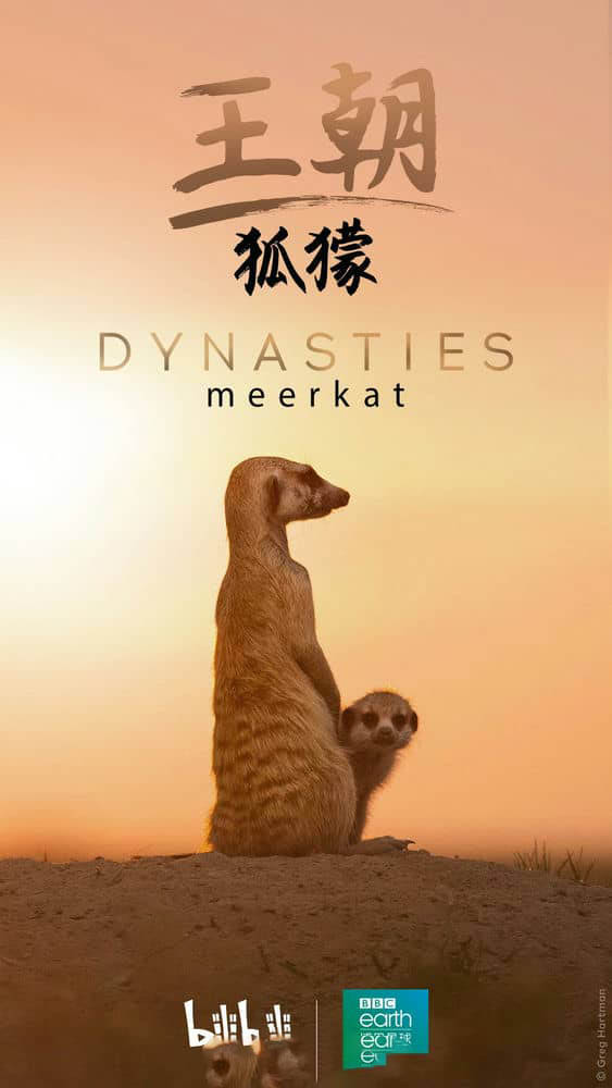 BBC纪录片《王朝：狐獴特辑 Dynasties:Meerkat Special 2020》[全1集][中英双字][4K][1080P][网盘][资源下载]