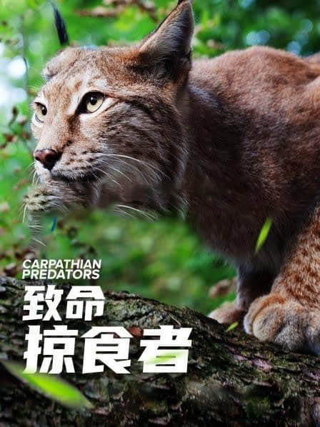 加拿大纪录片《致命掠食者 Carpathian Predators 2020》[全2集][中字][1080P][网盘][资源下载]