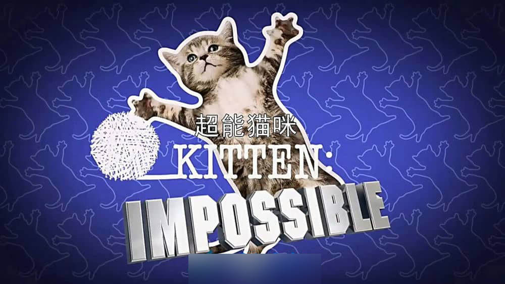 BBC纪录片《超能猫咪 Kitten Impossible:Roadtrip Rescue 2016》[全1集][中英双字][720P][网盘][资源下载]