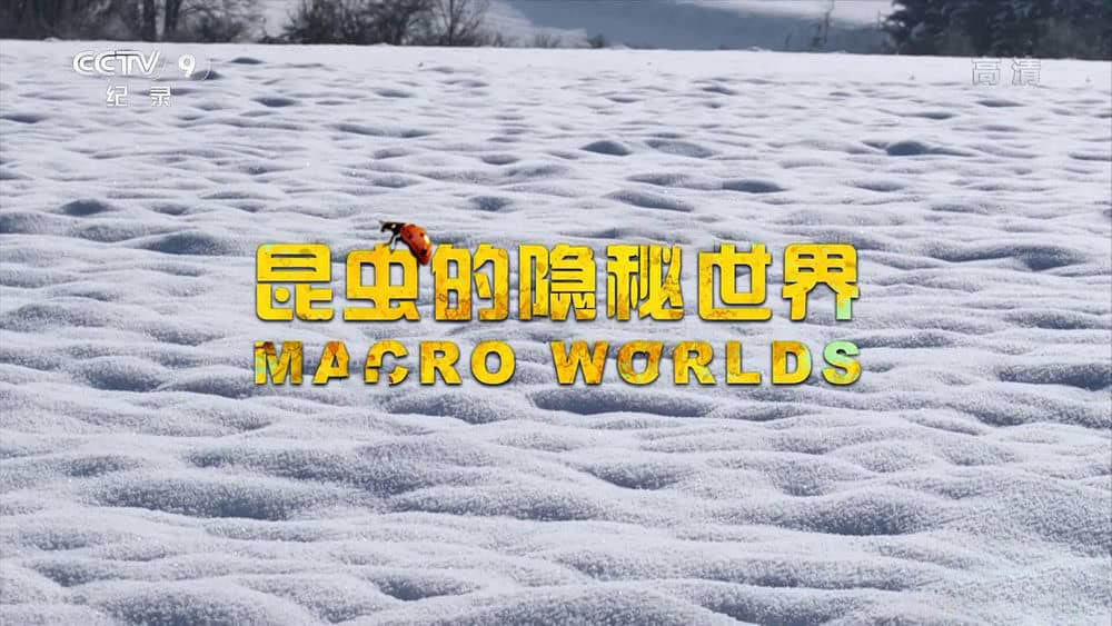 央视译制纪录片《昆虫的隐秘世界 Macro Worlds》[全3集][中字][1080P][网盘][资源下载]