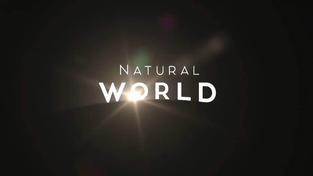 BBC纪录片《自然世界 Natural World 2020》[全5集][中英双字][1080P][网盘][资源下载]