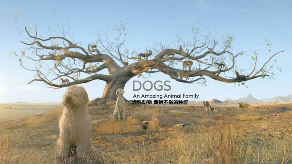 BSkyB纪录片《神奇的犬科家族 Dogs:An Amazing Animal Family 2016》[全3集][中英双字][1080P][网盘][资源下载]