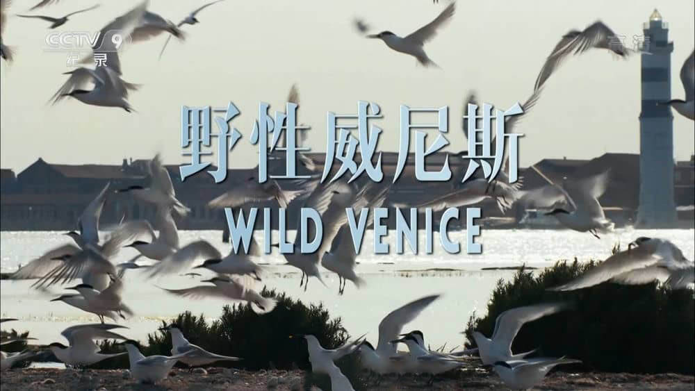 央视译制纪录片《野性威尼斯 Wild Venice 2014》[全1集][中字][4K][1080P][网盘][资源下载]